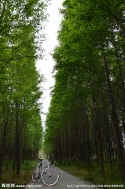 林荫小道