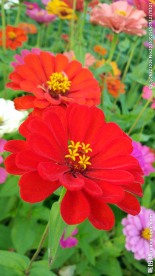 百日菊