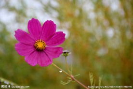 格桑花