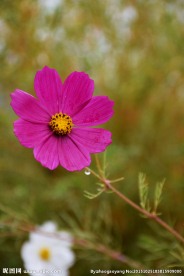 格桑花