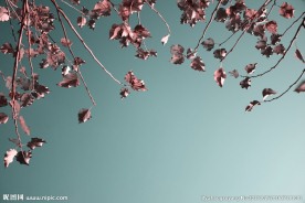 树叶背景