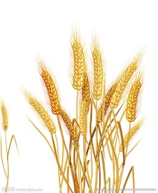 卡通小麦  矢量小麦