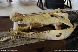 鳄鱼头骨