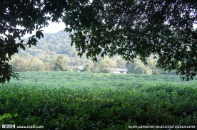 龙井 茶园 樟树