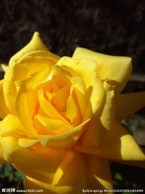 黄色月季花