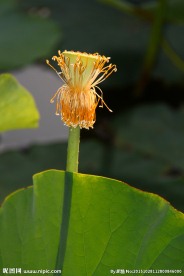 落花