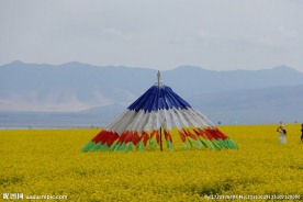 油菜花与美同在