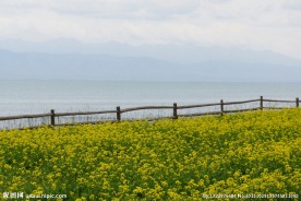 青海湖与油菜花