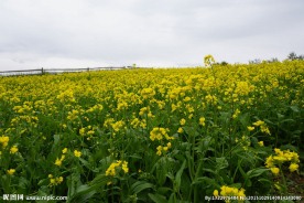 灿烂油菜花
