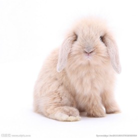 法国垂耳兔