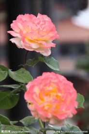 月季花