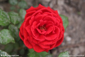 月季花