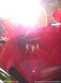 花仙子