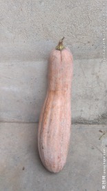 老南瓜