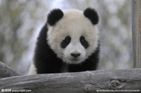 熊猫
