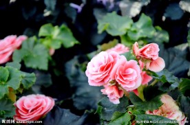 山茶花