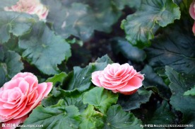 山茶花