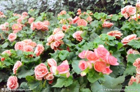 山茶花