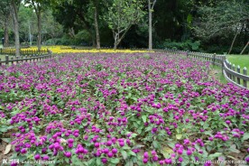 公园花圃