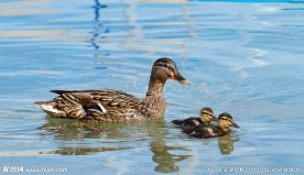鸭子