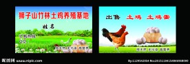 鸡蛋名片