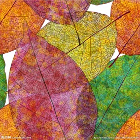 彩色秋叶背景矢量素材