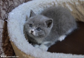 英国短毛猫