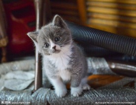 英国短毛猫