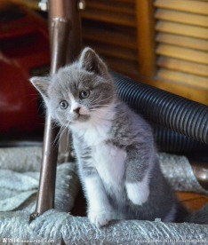 英国短毛猫