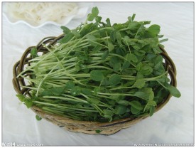 豆苗