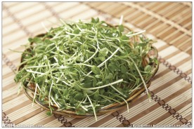 豆苗