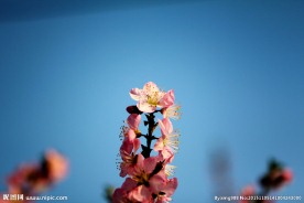 花枝
