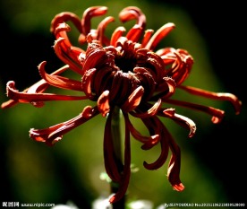 菊花摄影