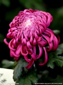 菊花摄影