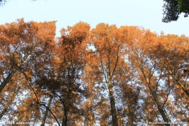杉树