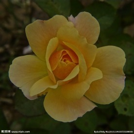 橙黄色月季花