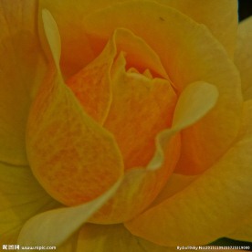 橙黄色月季花