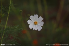 花草摄影