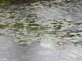 雨中 睡莲
