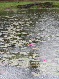 雨中 睡莲