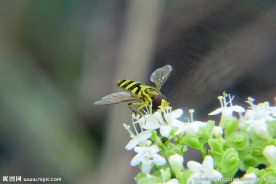 食蚜蝇