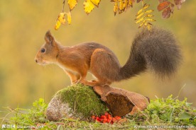 可爱松鼠