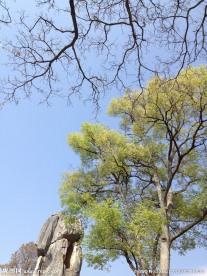 树枝  树叶