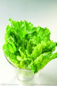 生菜