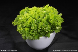生菜