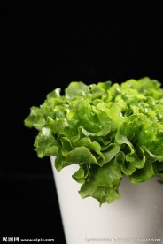 生菜