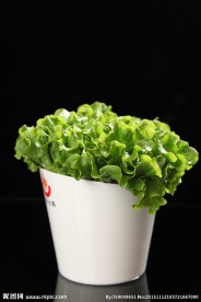 生菜
