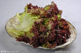 生菜
