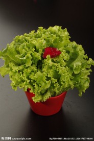 生菜