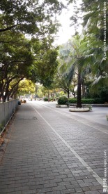 绿荫小路
